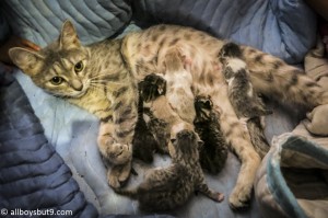 Momma Cat With Her Litter